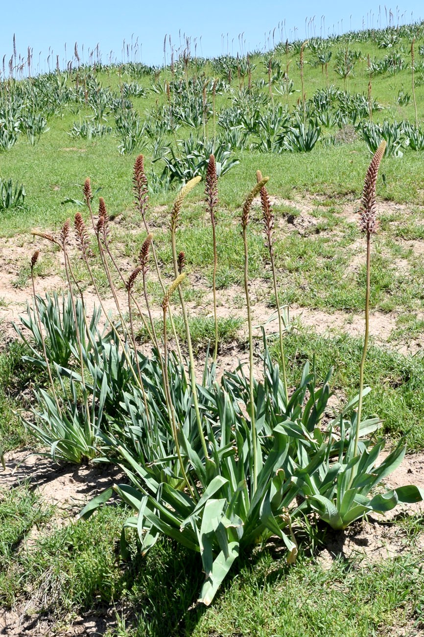 Image of Eremurus regelii specimen.