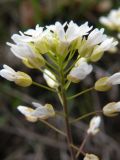 Microthlaspi perfoliatum. Соцветие. Днепропетровская обл., балка в верховьях р. Самоткани. 24.04.2010.