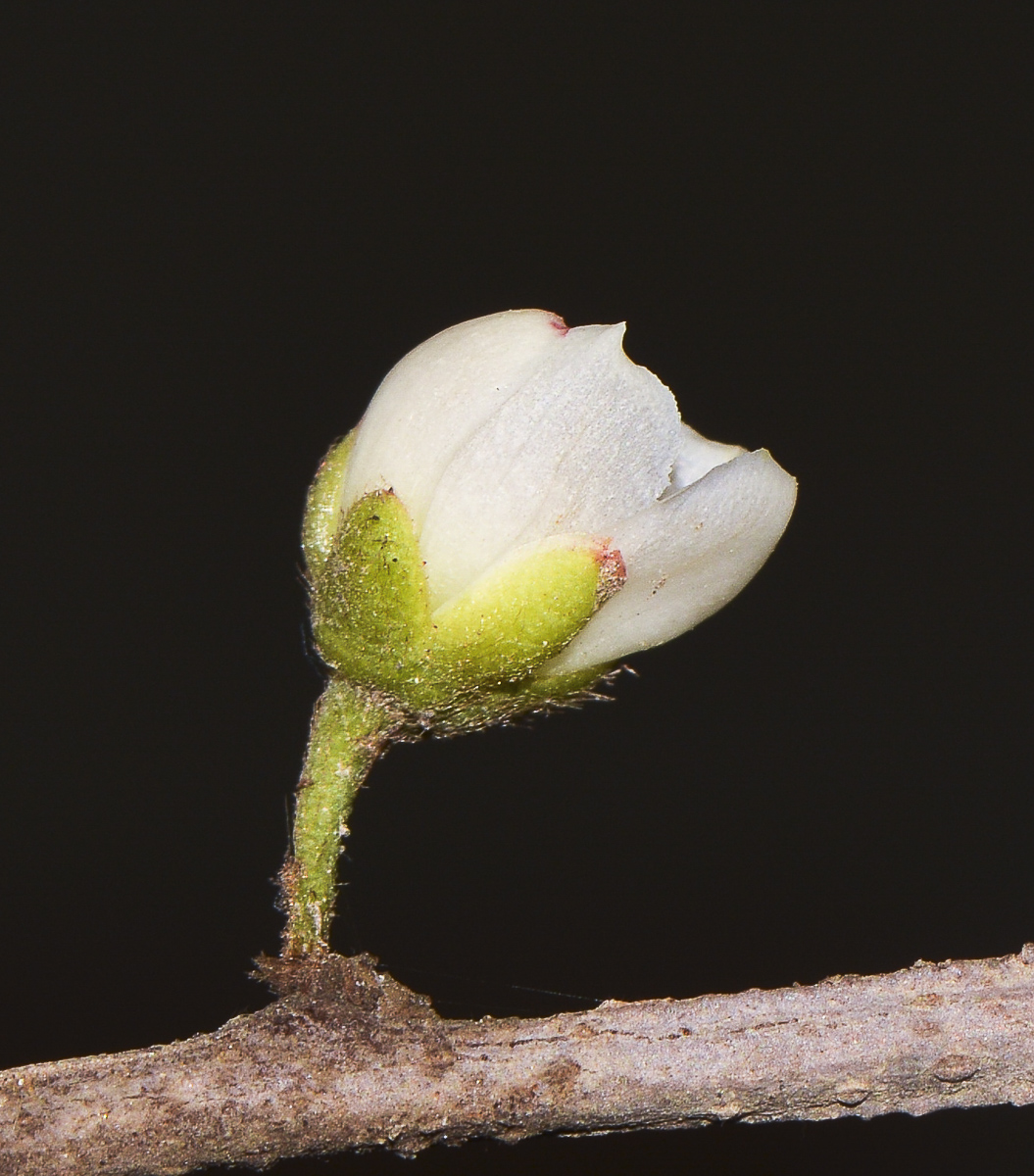 Image of Visnea mocanera specimen.