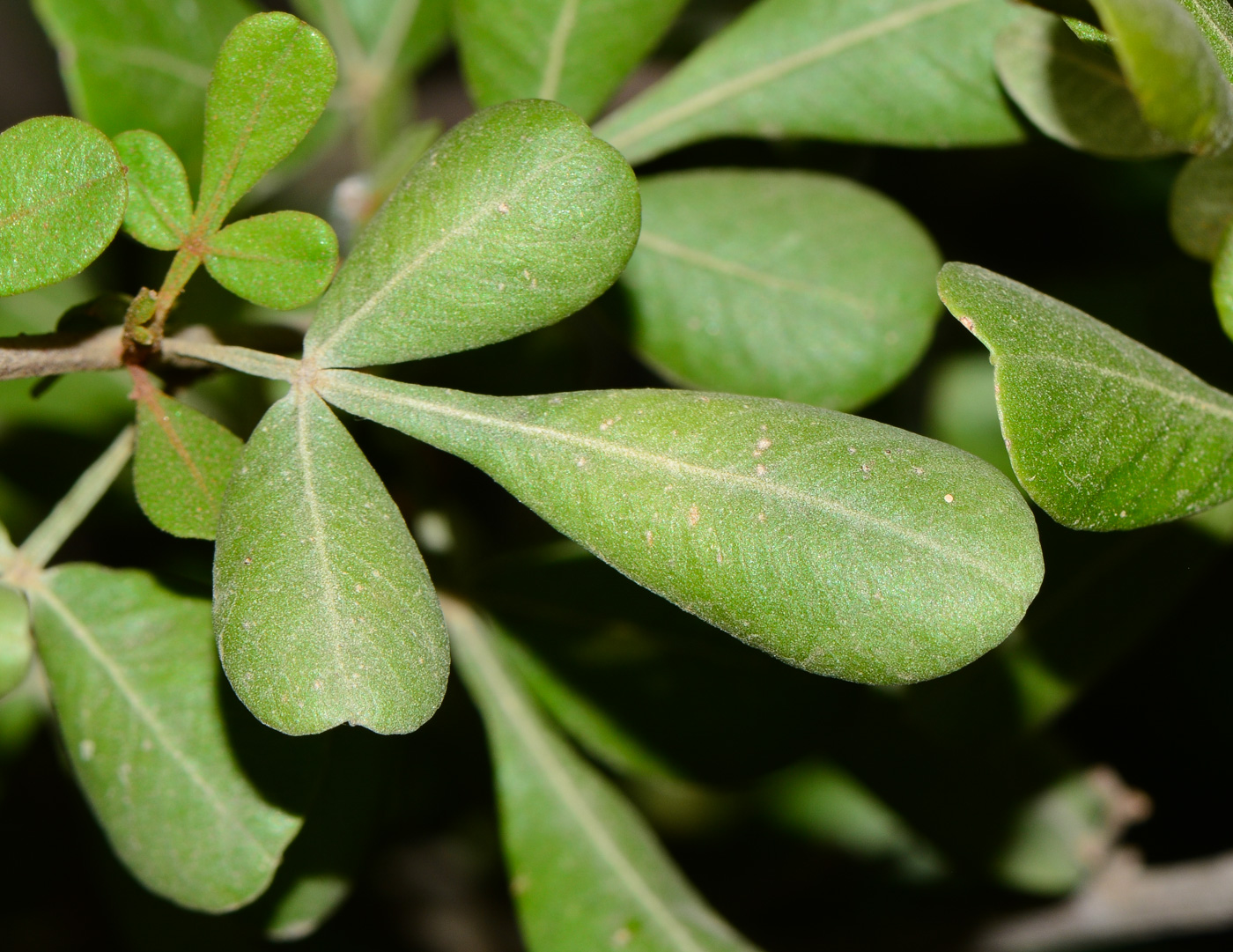 Изображение особи Searsia glauca.