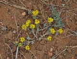 Odontarrhena obovata