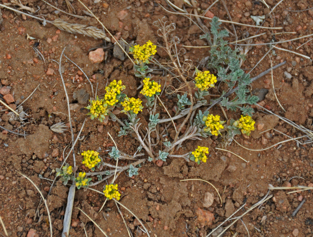 Image of Odontarrhena obovata specimen.