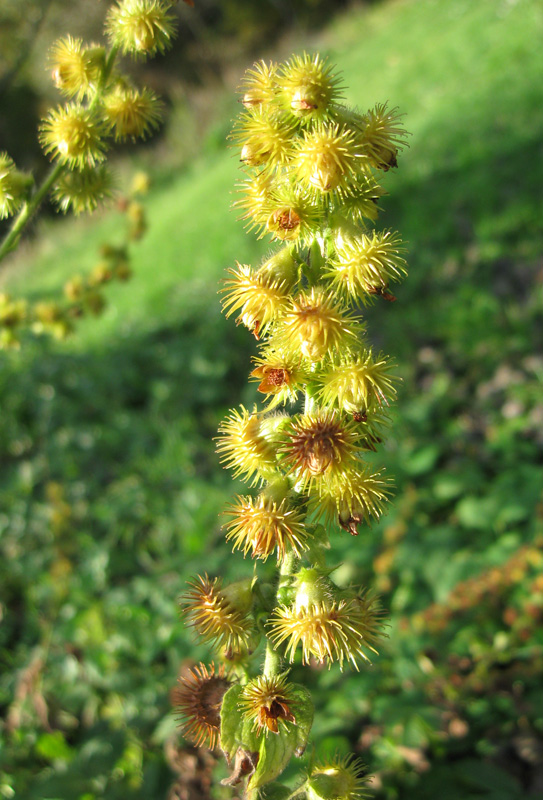 Image of Agrimonia asiatica specimen.