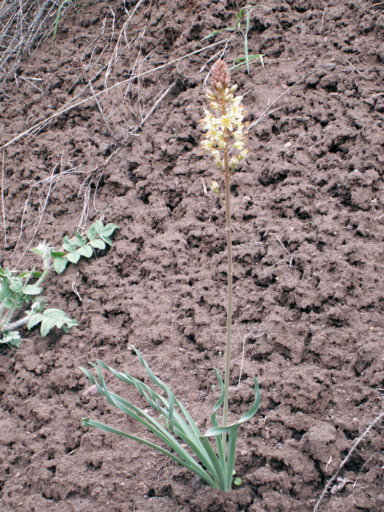 Image of Eremurus &times; gypsaceus specimen.