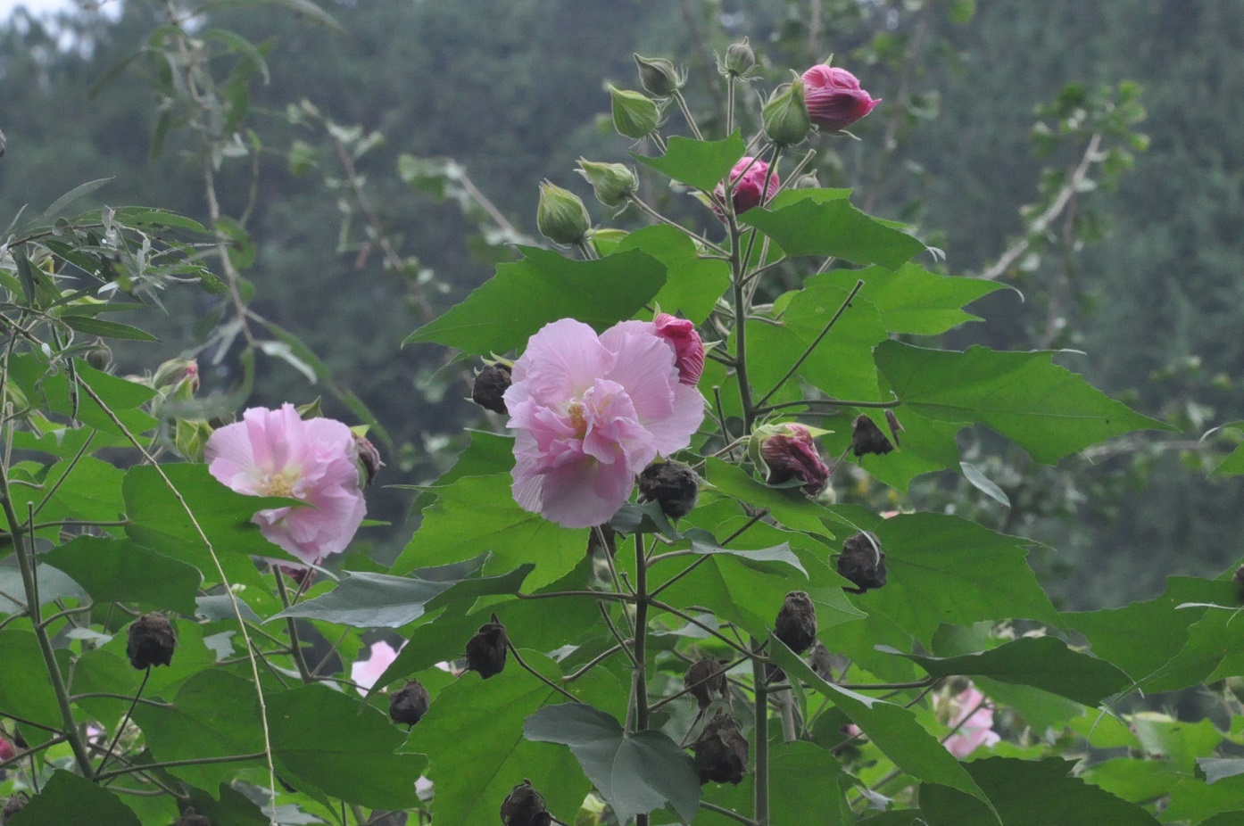 Изображение особи семейство Malvaceae.