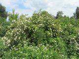 Rosa spinosissima. Цветущее растение. Беларусь, Минская обл., Минский р-н, г. пос. Мачулищи, частный сектор, декоративное озеленение. 10.06.2017.