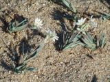 Stellaria dahurica