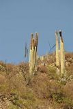 Cephalocereus senilis