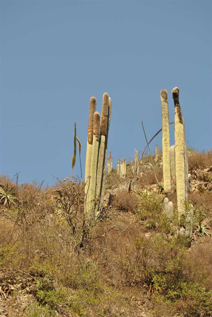 Изображение особи Cephalocereus senilis.