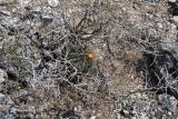 Ferocactus разновидность rhodanthus
