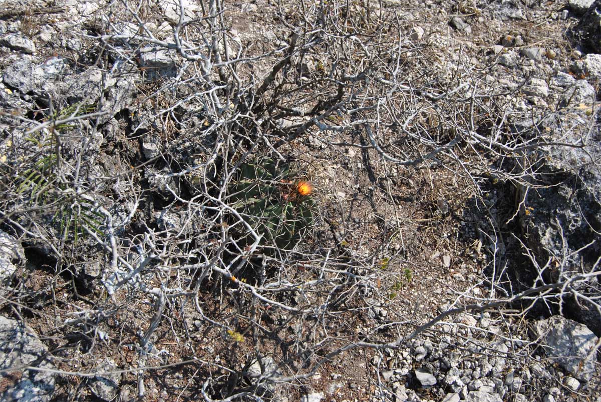Изображение особи Ferocactus echidne var. rhodanthus.