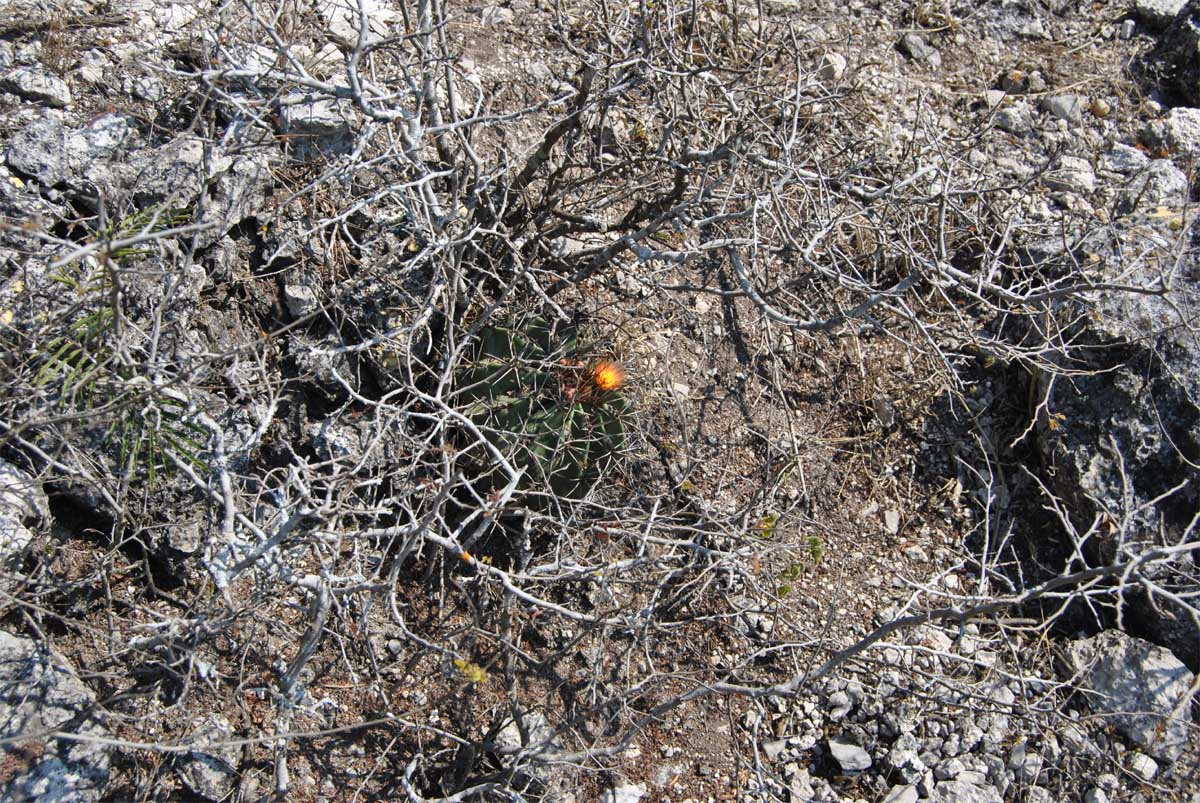 Image of Ferocactus echidne var. rhodanthus specimen.