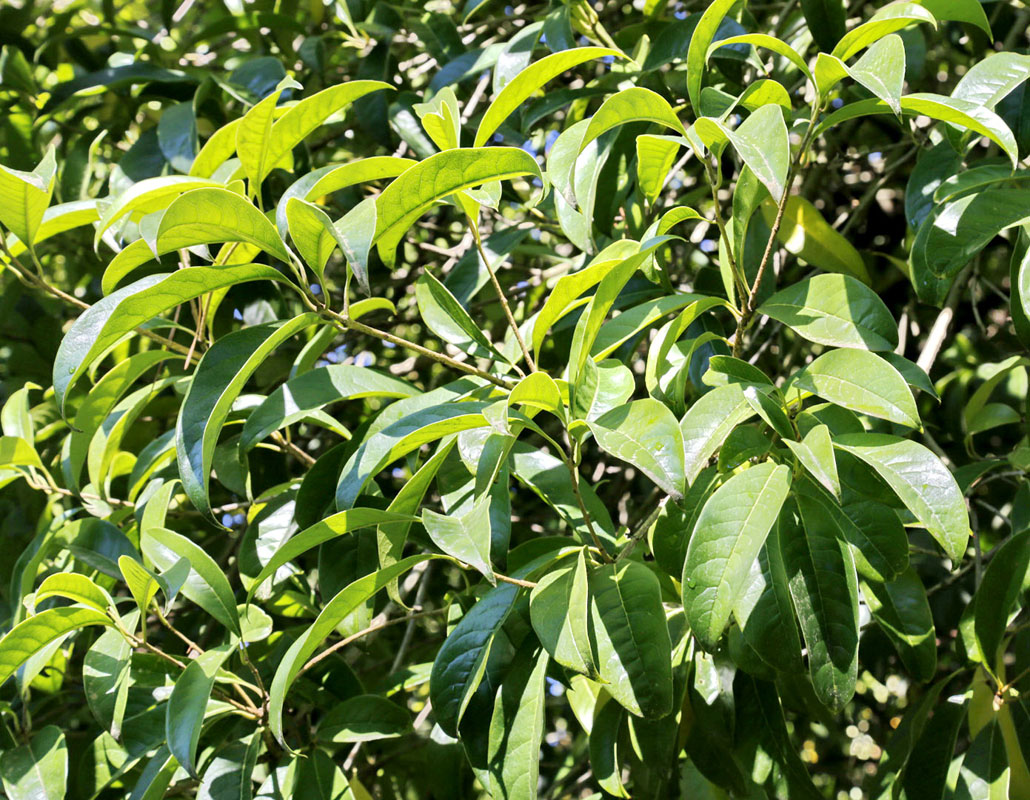Image of Osmanthus fragrans specimen.