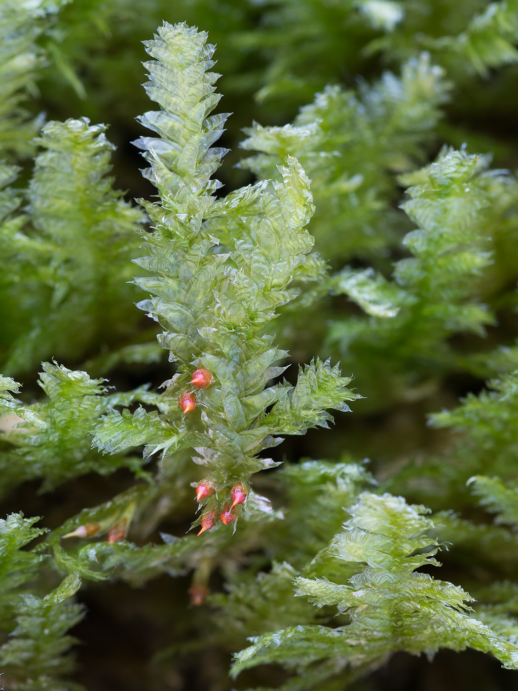 Image of Neckera pennata specimen.