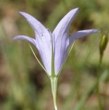 Campanula spatulata