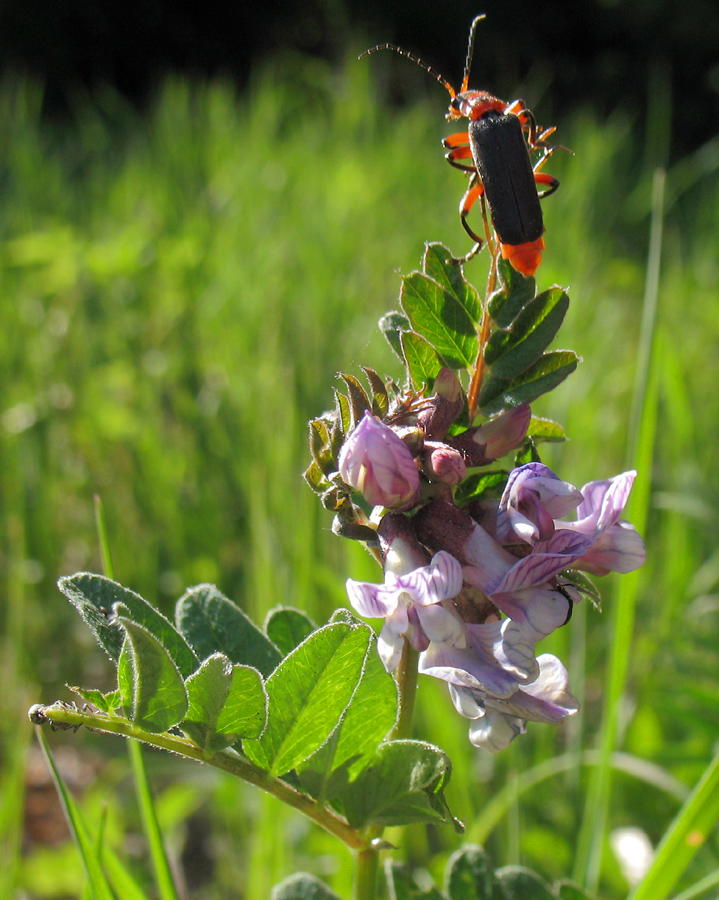 Изображение особи Vicia sepium.