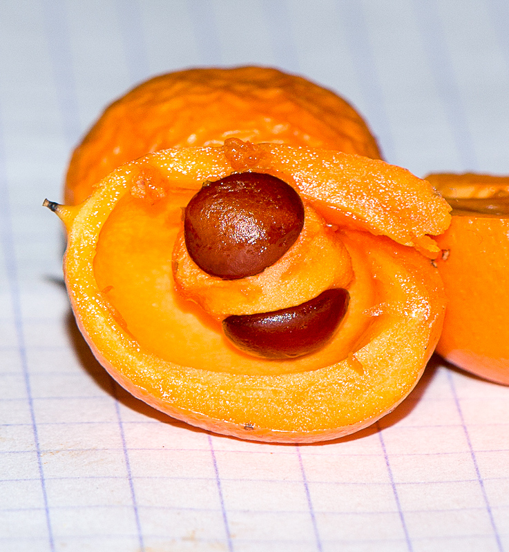 Image of Bonellia macrocarpa specimen.