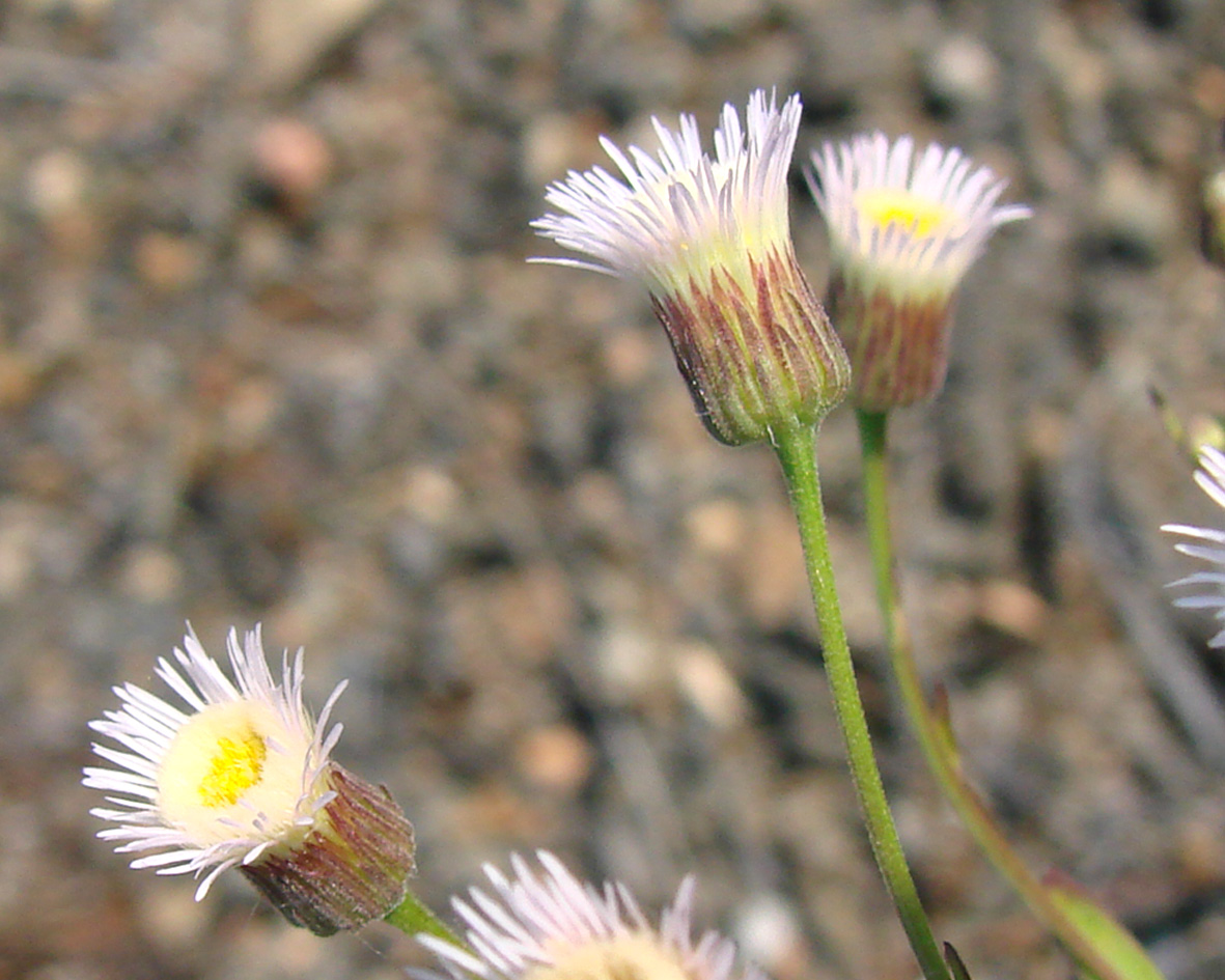 Image of Erigeron politus specimen.