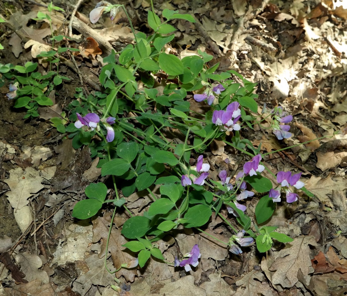 Image of Lathyrus laxiflorus specimen.