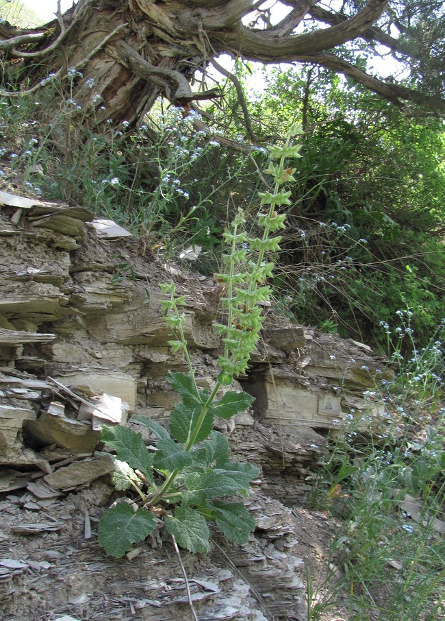 Image of Salvia verbascifolia specimen.