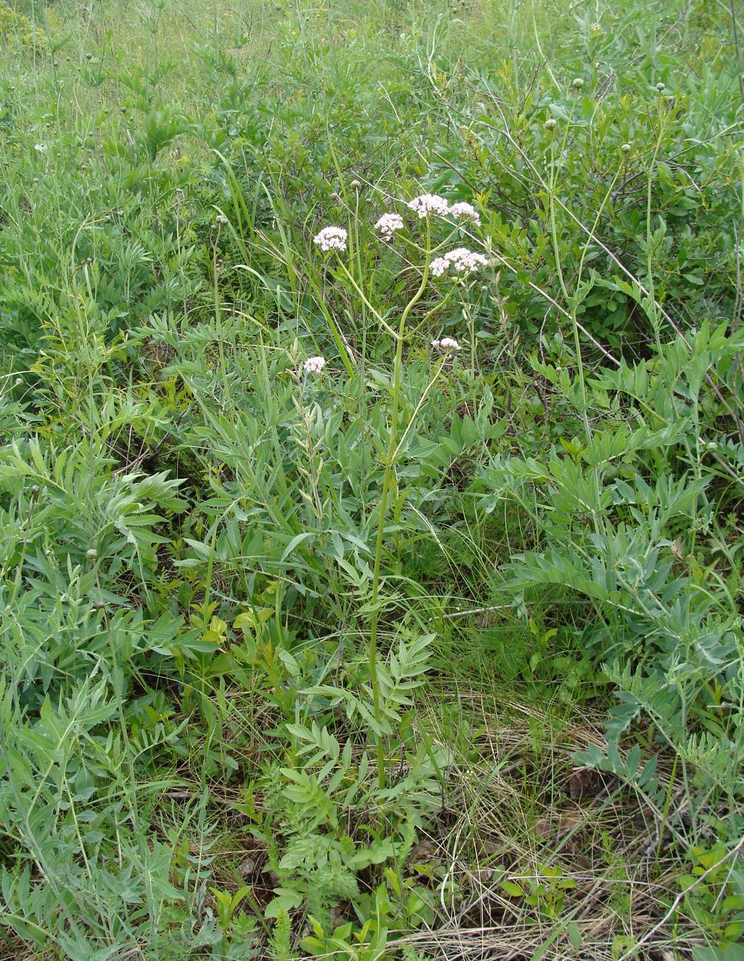 Изображение особи Valeriana rossica.