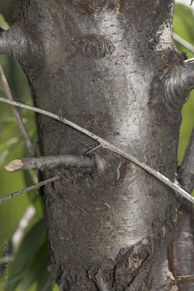 Image of Elaeagnus angustifolia specimen.