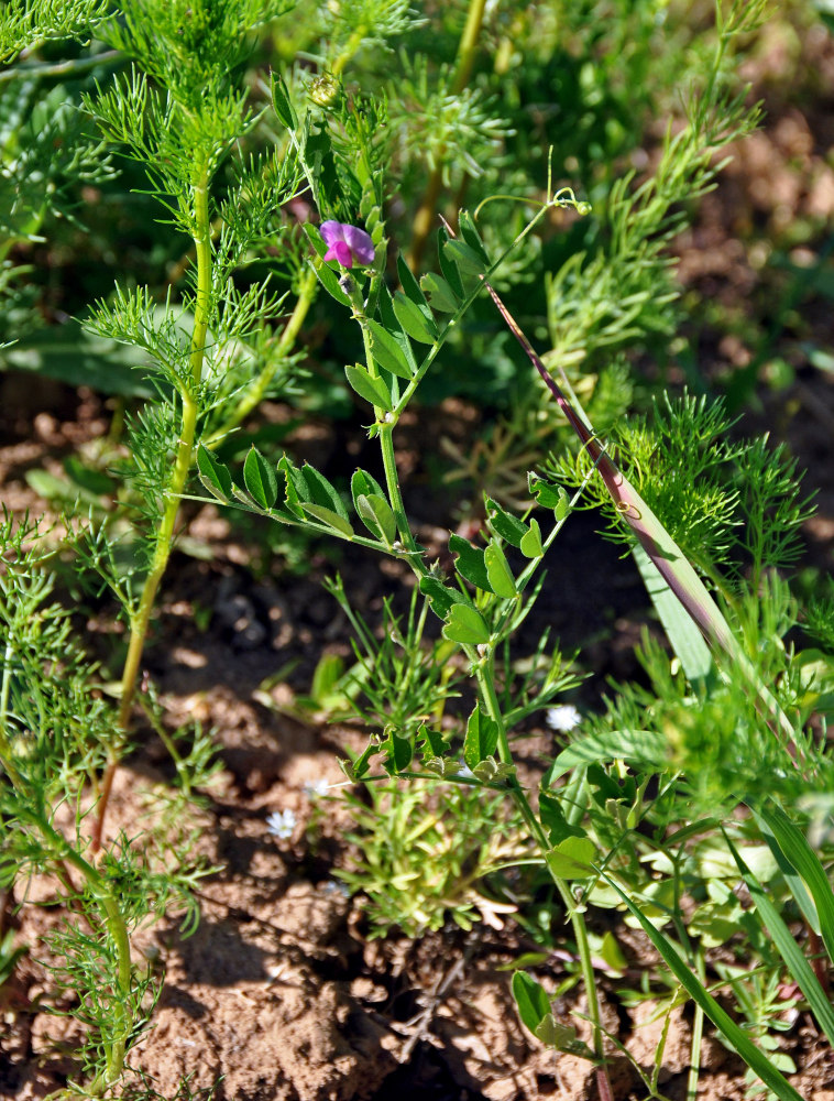 Изображение особи Vicia sativa.