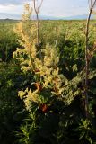 Rheum rhabarbarum
