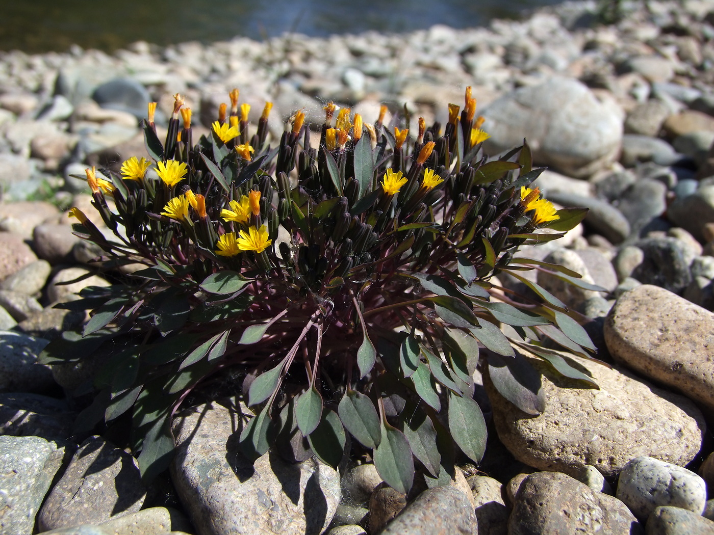 Image of Crepis nana specimen.