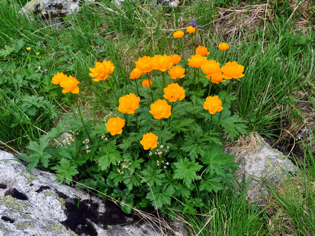 Image of Trollius asiaticus specimen.