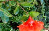 Punica granatum. Верхушка побега с цветком и листьями. Франция, Прованс, г. Авиньон, парк у Папского дворца. 26.07.2014.