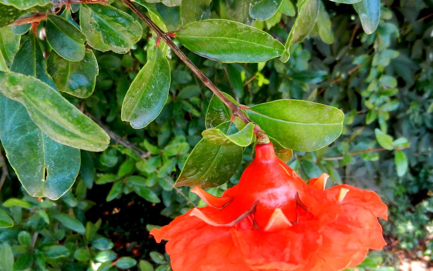 Image of Punica granatum specimen.