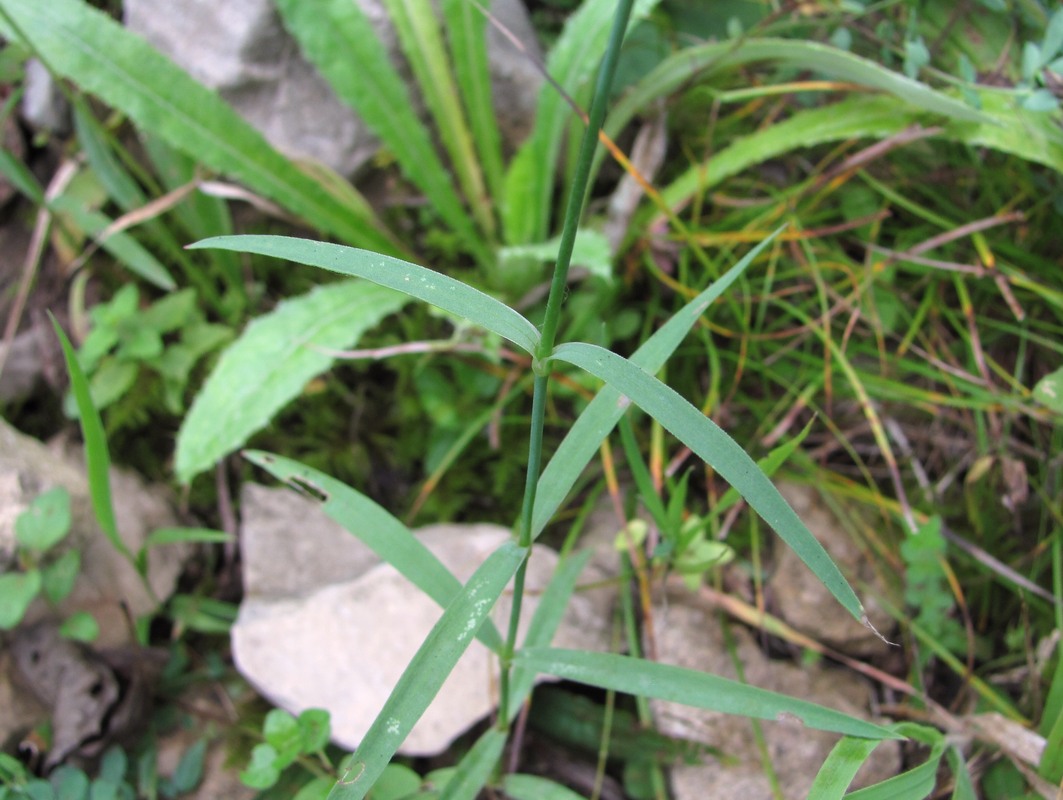 Image of Dianthus caucaseus specimen.