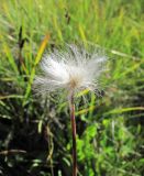 Eriophorum vaginatum. Верхушка побега с соплодием. Кабардино-Балкария, Эльбрусский р-н, долина р. Ирикчат, ок. 2700 м н.у.м., заболоченный луг. 06.08.2018.