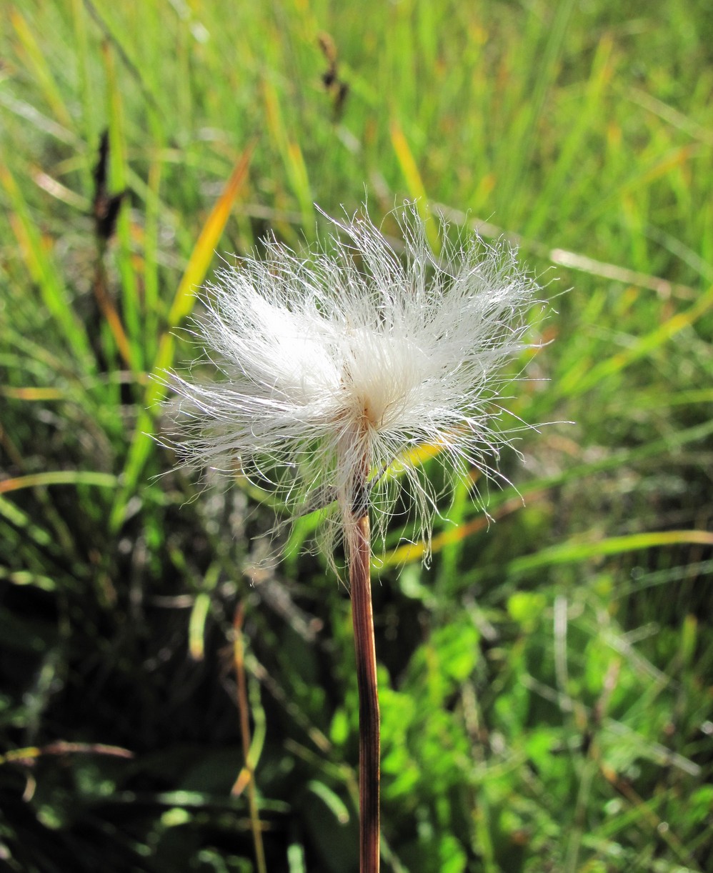 Изображение особи Eriophorum vaginatum.