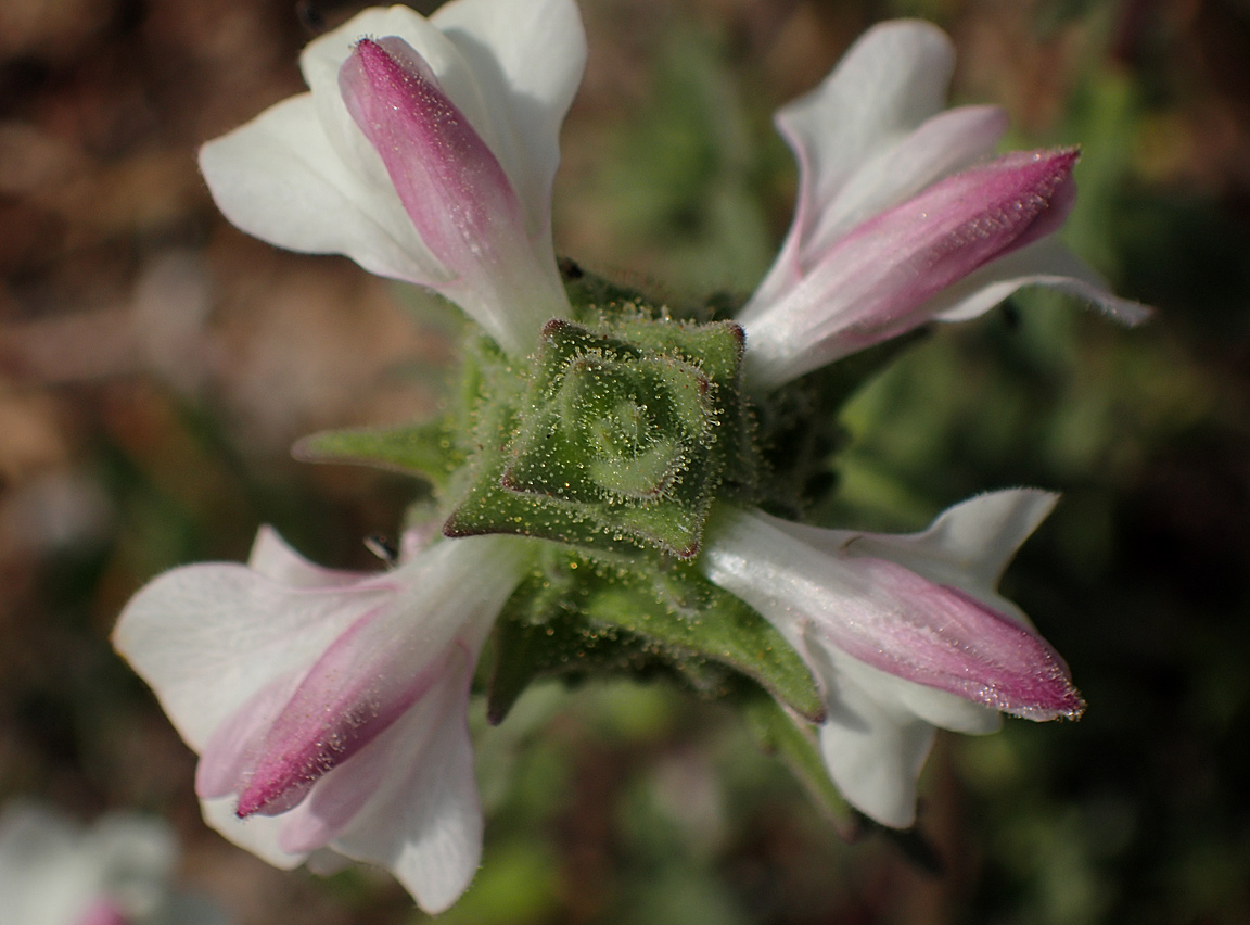 Image of Bellardia trixago specimen.