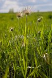 Pulsatilla orientali-sibirica. Плодоносящие растения. Красноярский край, окр. Красноярска. 02.06.2010.