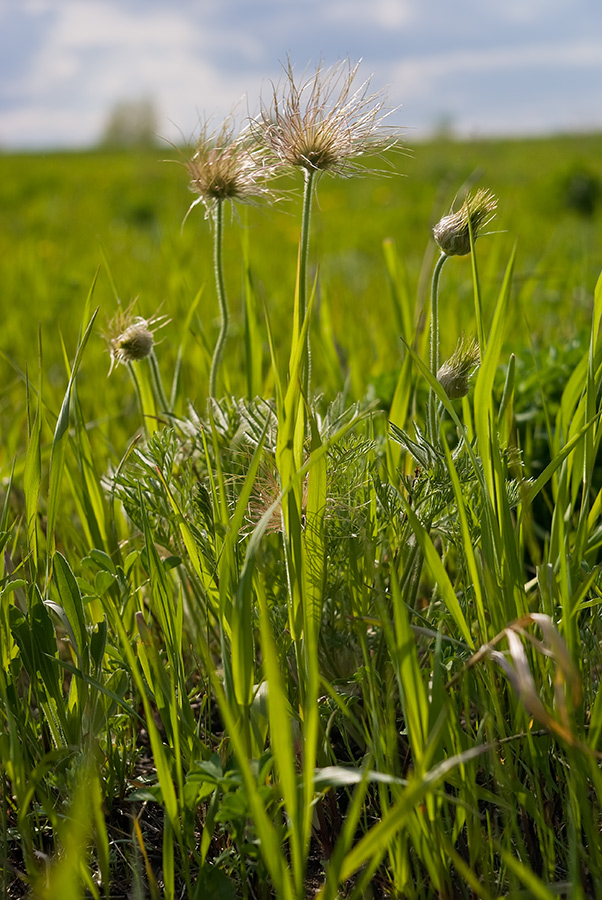 Image of Pulsatilla orientali-sibirica specimen.