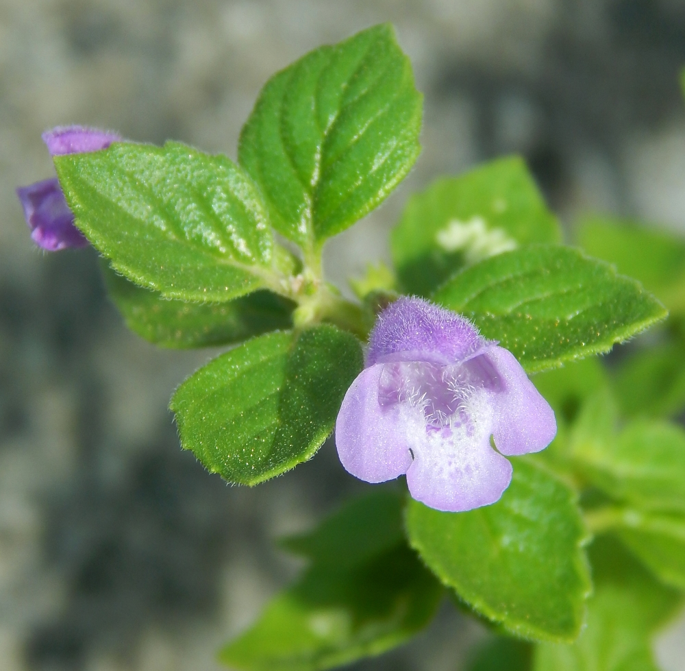 Image of genus Ziziphora specimen.