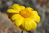 Euryops othonnoides