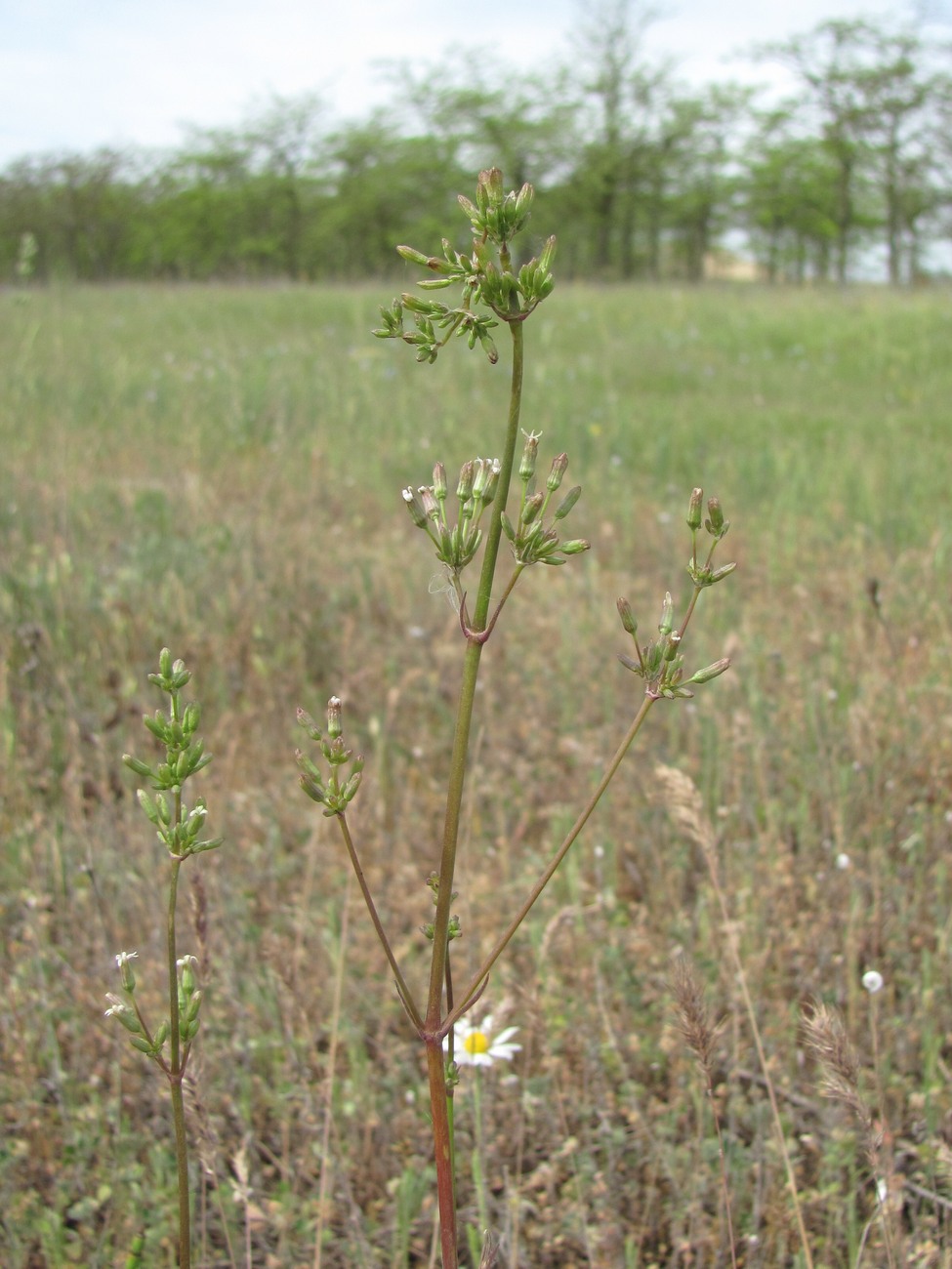 Image of Silene cyri specimen.