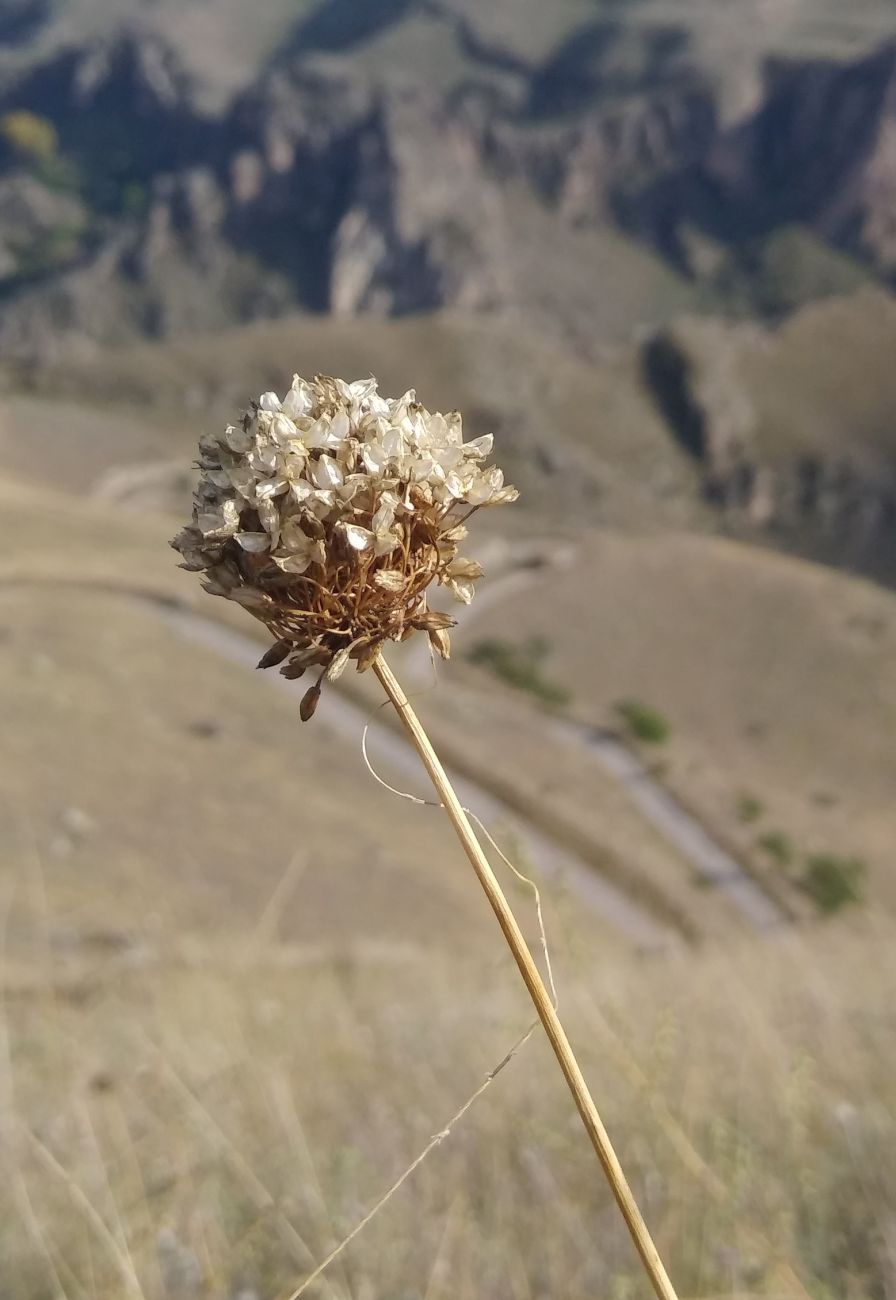 Image of genus Allium specimen.