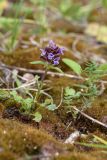 Prunella vulgaris