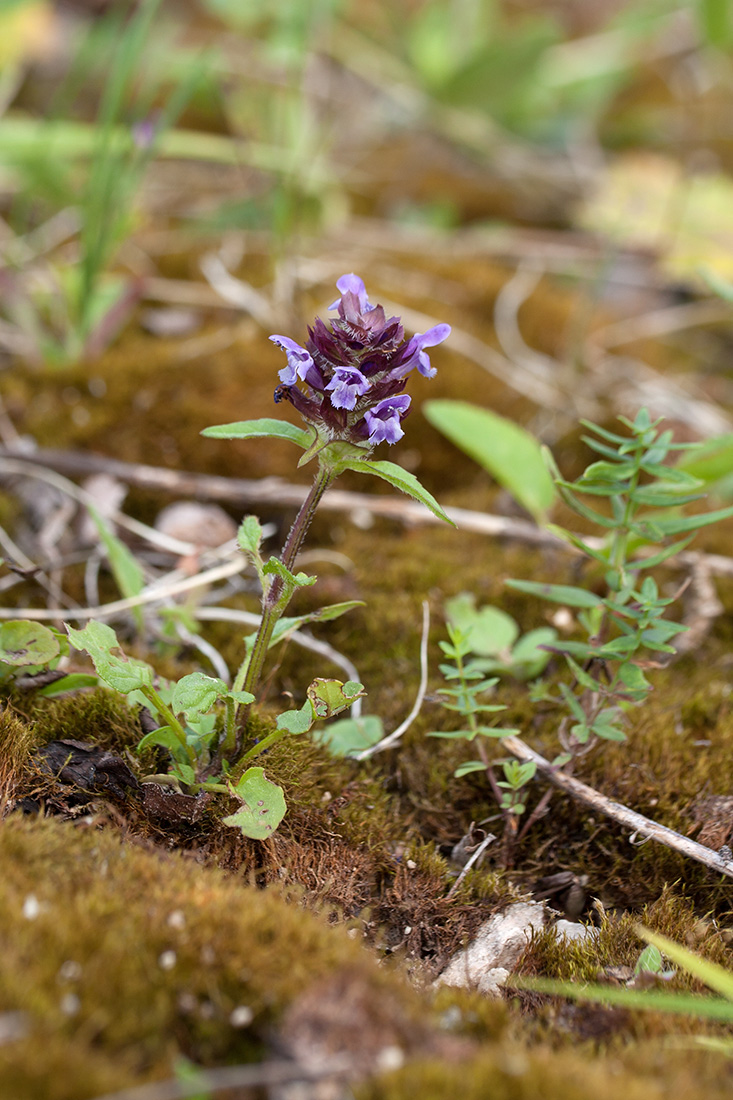 Изображение особи Prunella vulgaris.