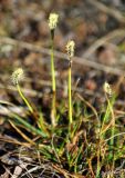 genus Carex