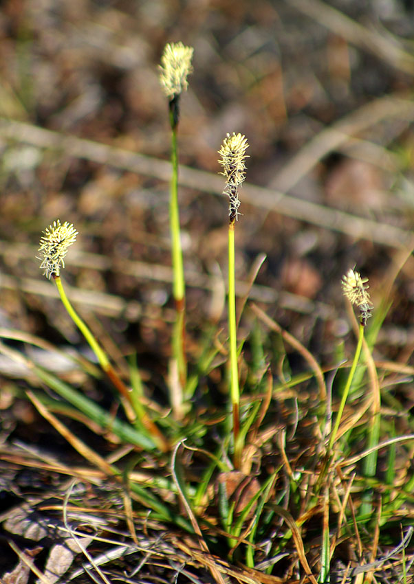 Изображение особи род Carex.