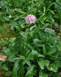 Valeriana capitata