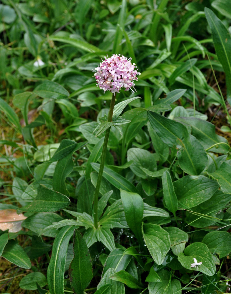 Изображение особи Valeriana capitata.