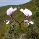 Pelargonium myrrhifolium