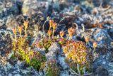 Diapensia lapponica